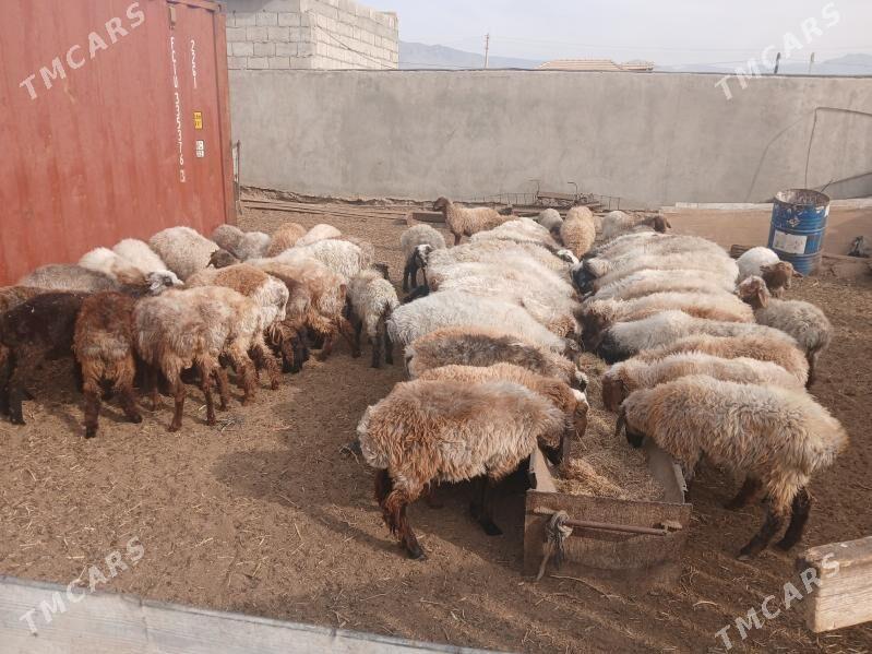 токлы - Балканабат - img 1