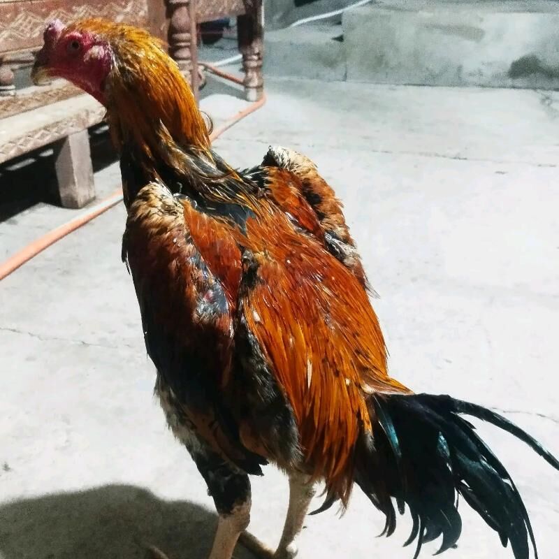 BAYES - Туркменабат - img 1