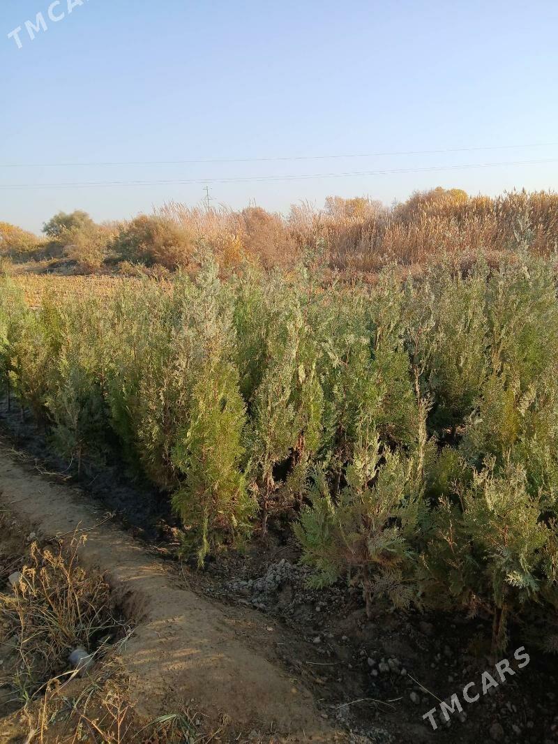 Ÿolka śitil - Gökdepe - img 5