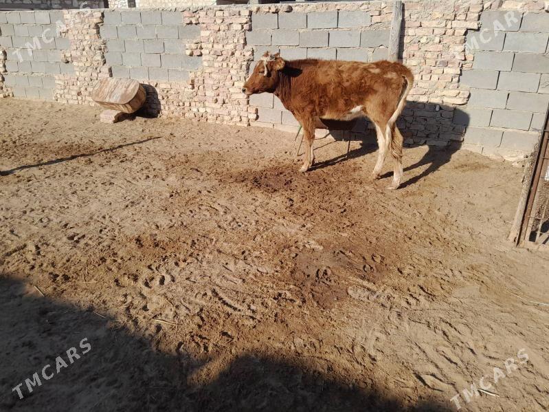 gacar - Türkmenbaşy - img 2