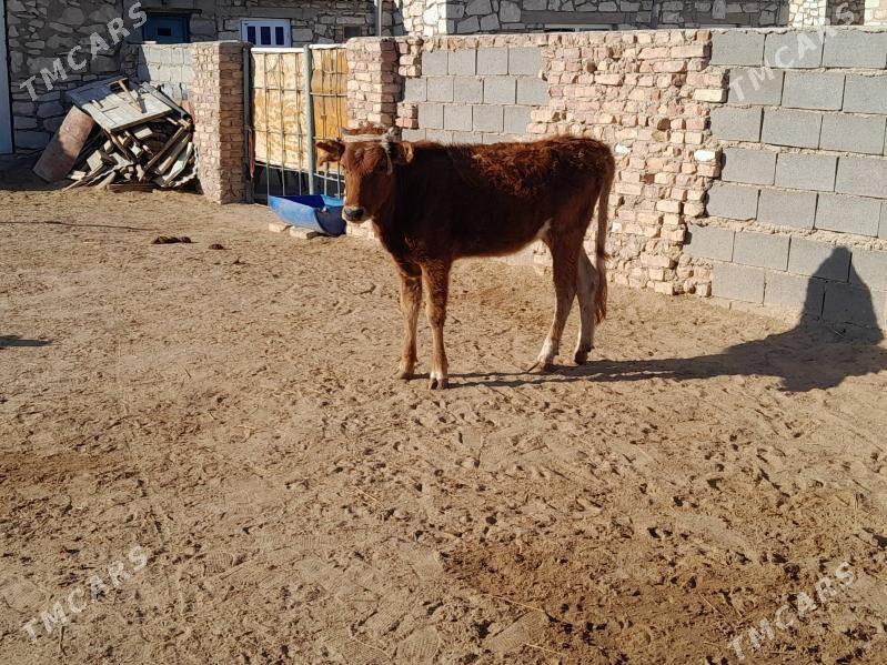 gacar - Türkmenbaşy - img 1