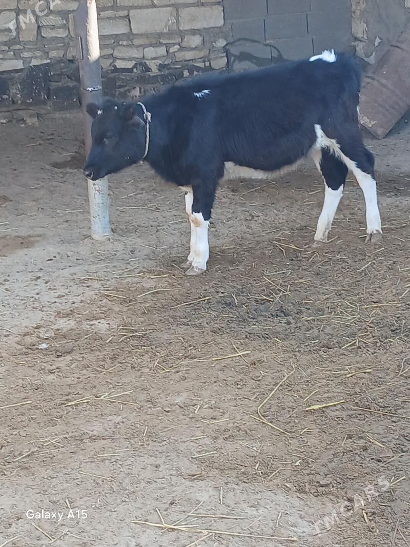 Gaçar Galsteyin - Türkmenbaşy - img 2