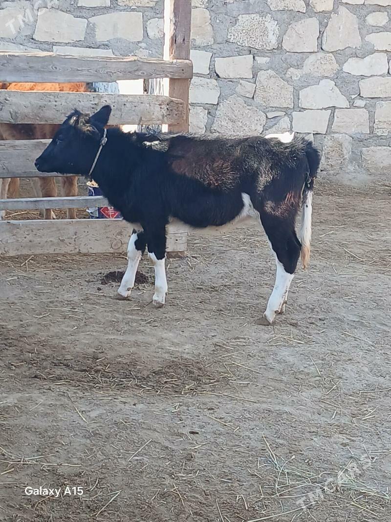 Gaçar Galsteyin - Türkmenbaşy - img 3