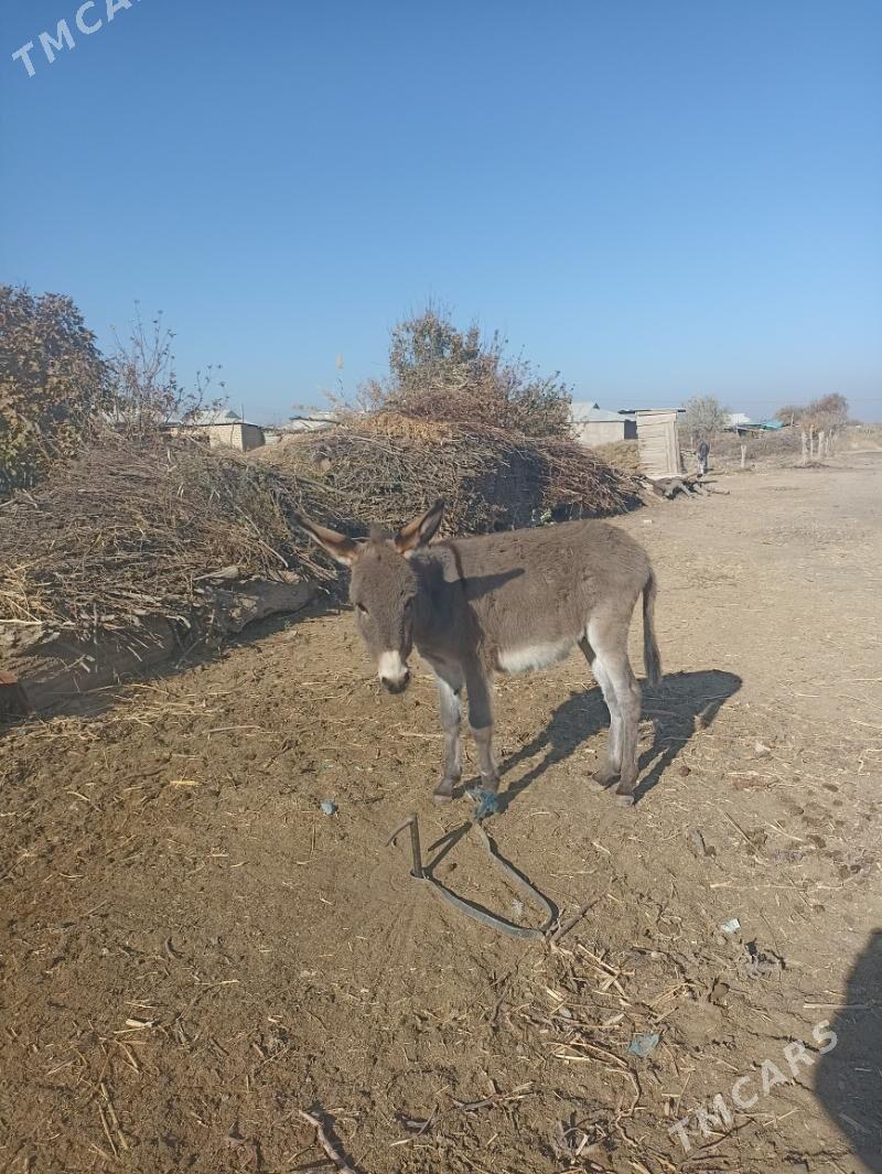 Kürre - Туркменгала - img 3