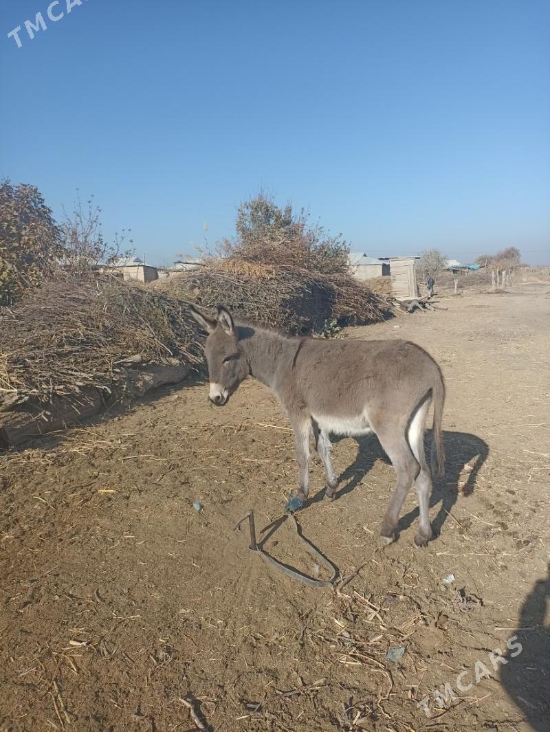 Kürre - Туркменгала - img 2