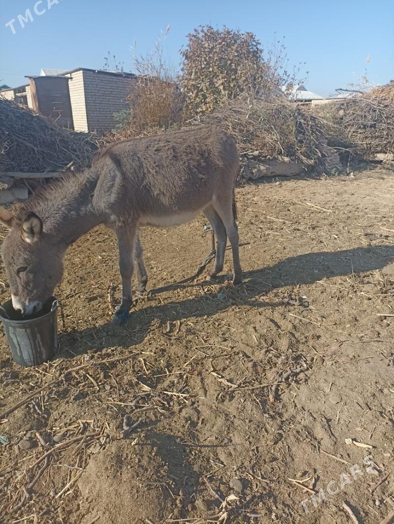 Kürre - Туркменгала - img 1