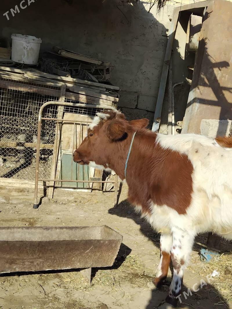 UNAJYN - Çärjew - img 3