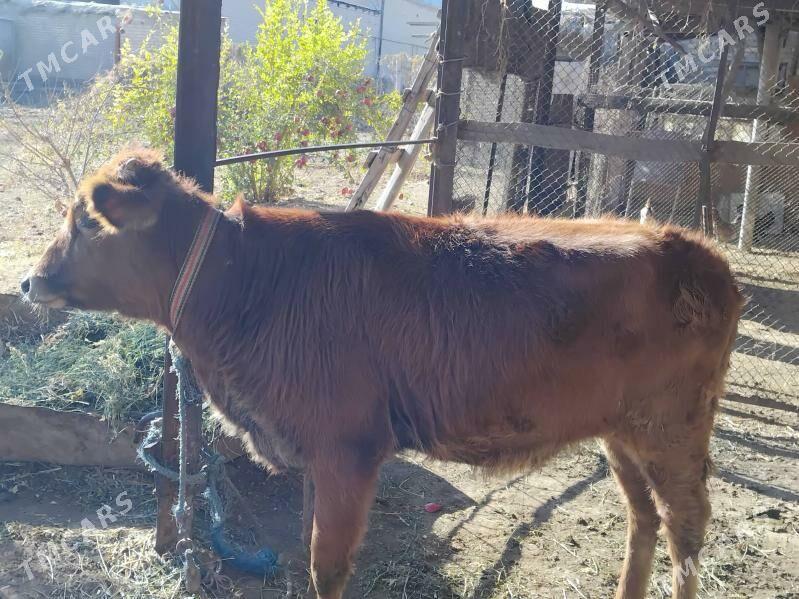 UNAJYN - Çärjew - img 1