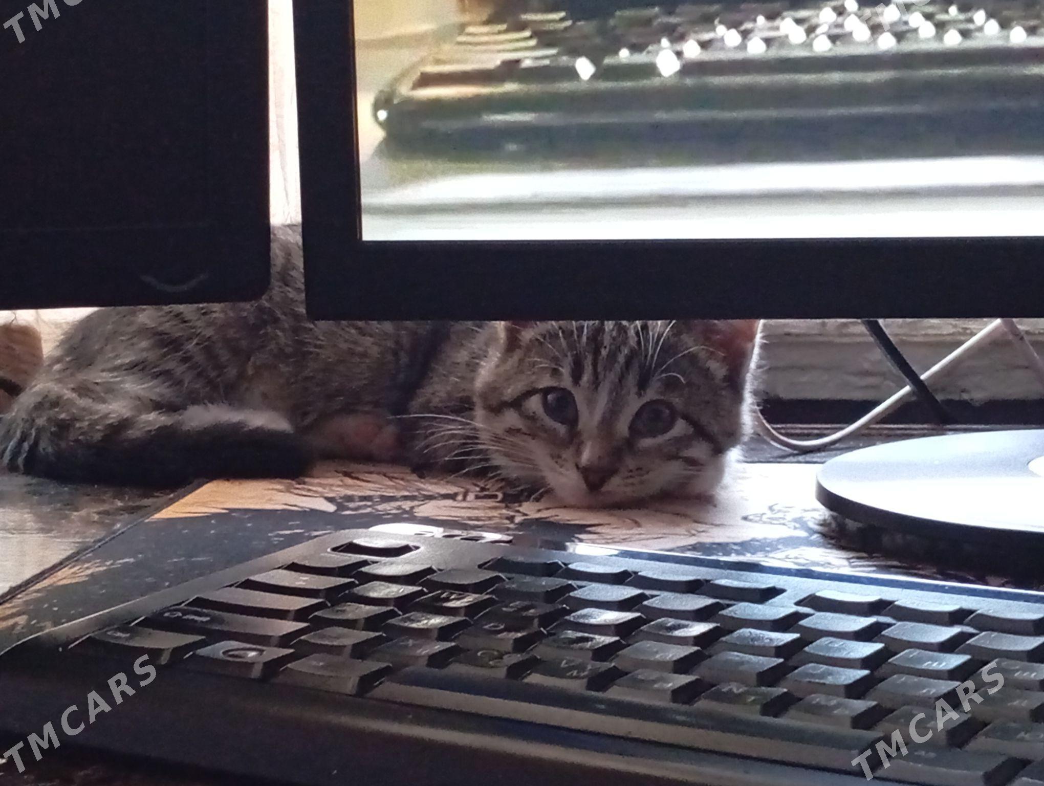 Отдам в добрые руки - Ашхабад - img 2