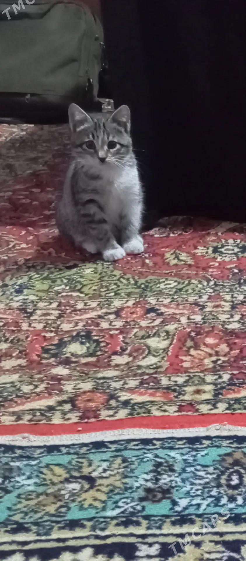 Отдам в добрые руки - Ашхабад - img 1