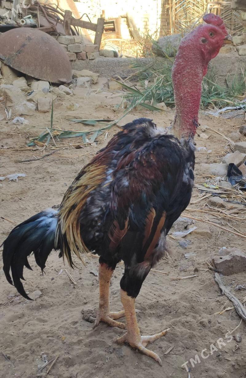 Bayes Horaz - Байрамали - img 1