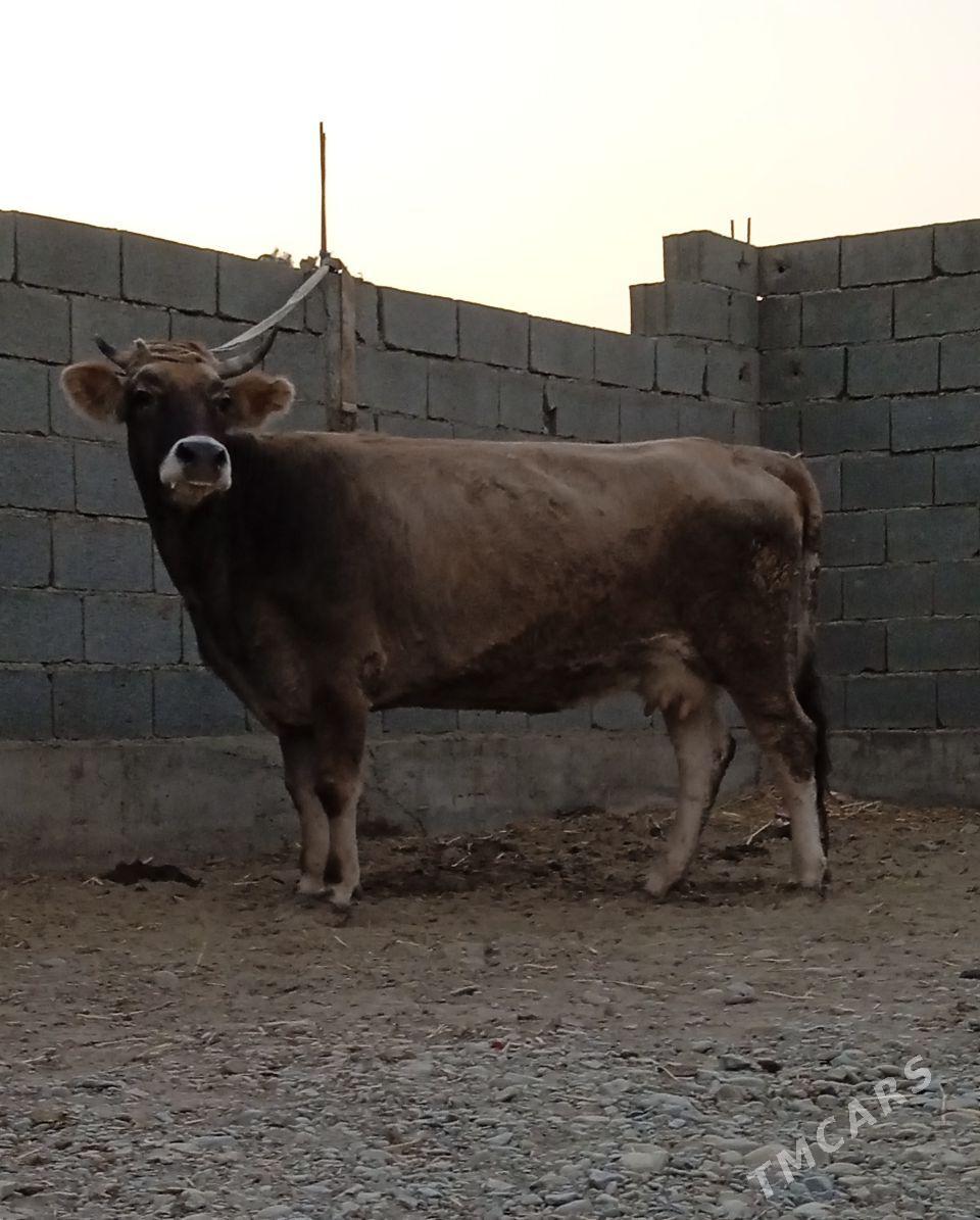 SAGYLYAN SYGYR - Bäherden - img 2