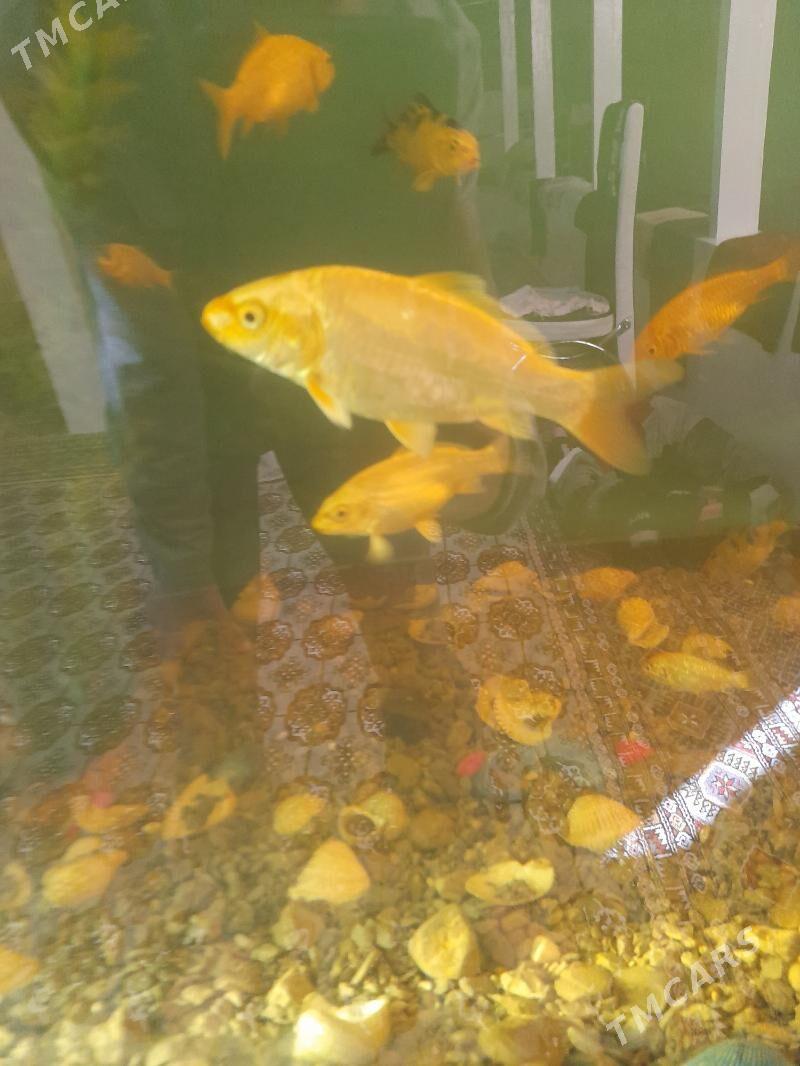 Karp koi - Daşoguz - img 5