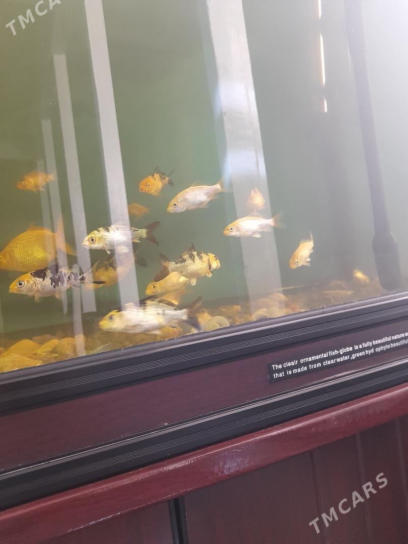 Karp koi - Daşoguz - img 2