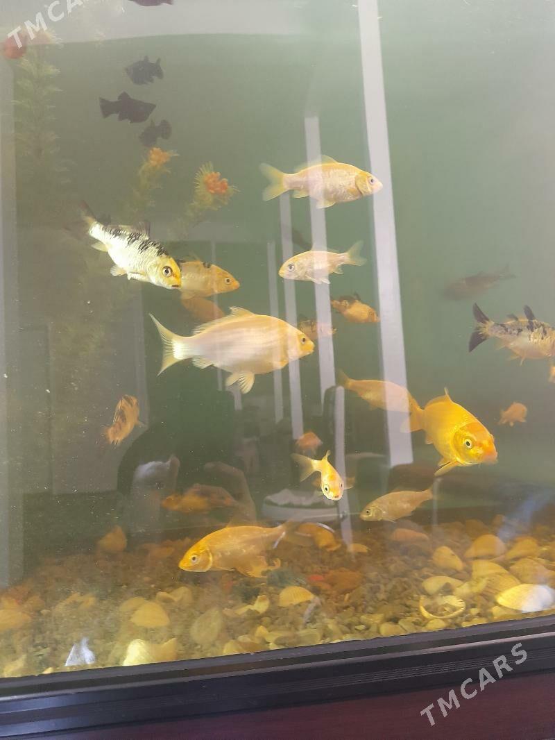 Karp koi - Daşoguz - img 3