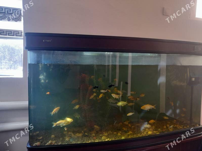 Karp koi - Daşoguz - img 1