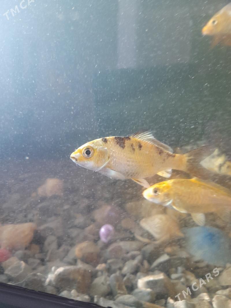 Karp koi - Daşoguz - img 6