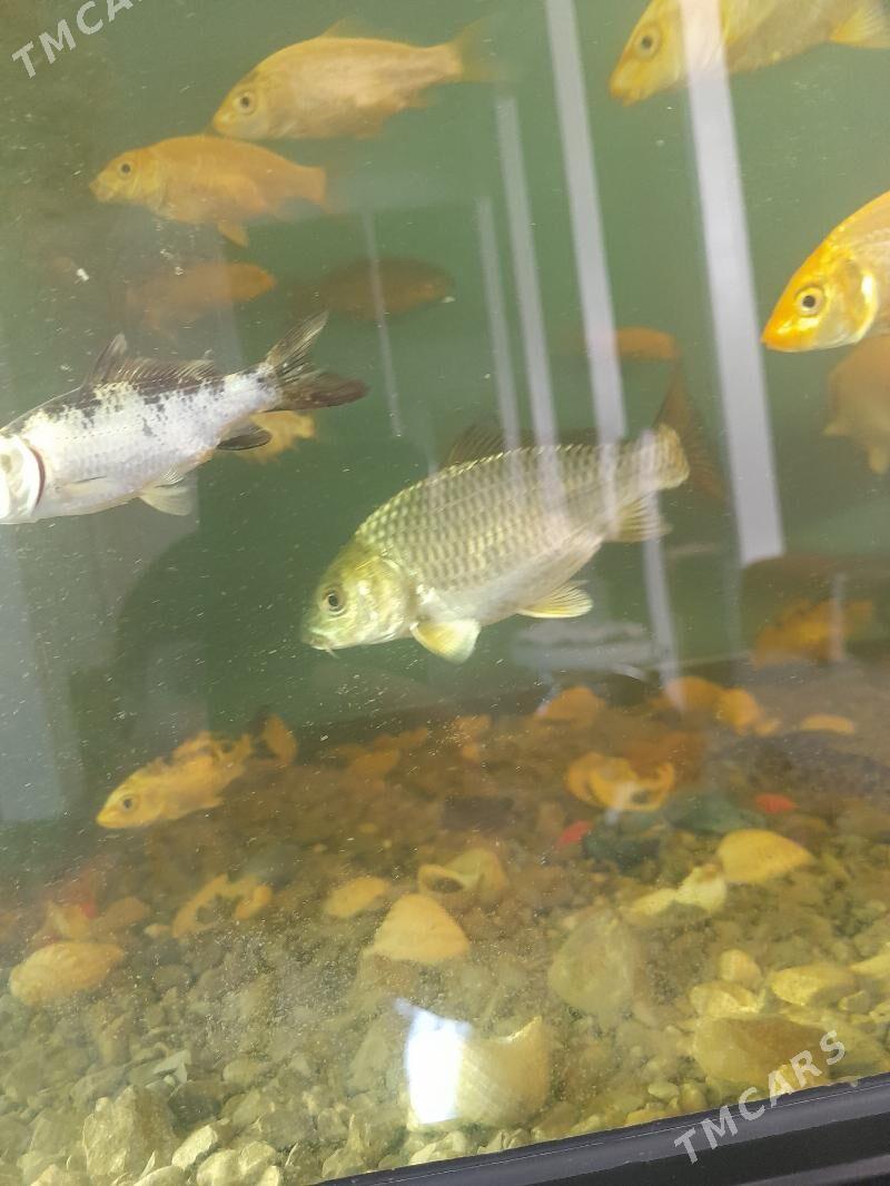 Karp koi - Daşoguz - img 4