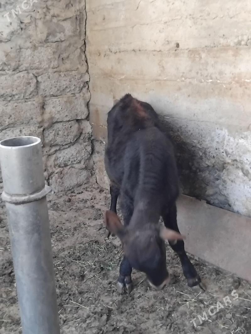 Okuz - Büzmeýin GRES - img 3