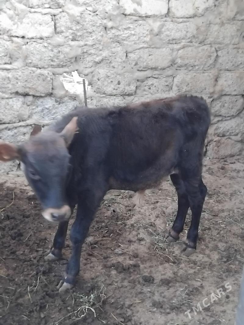 Okuz - Büzmeýin GRES - img 1