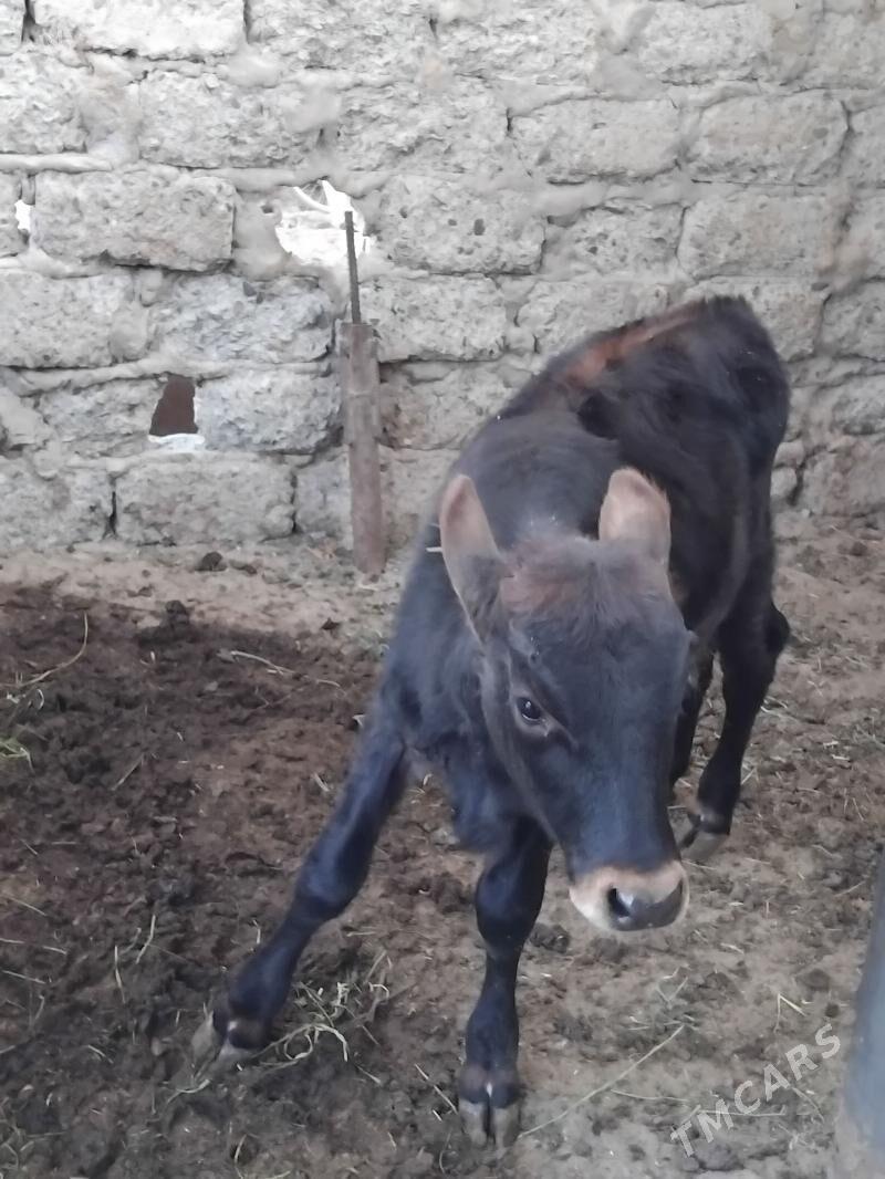 Okuz - Büzmeýin GRES - img 2