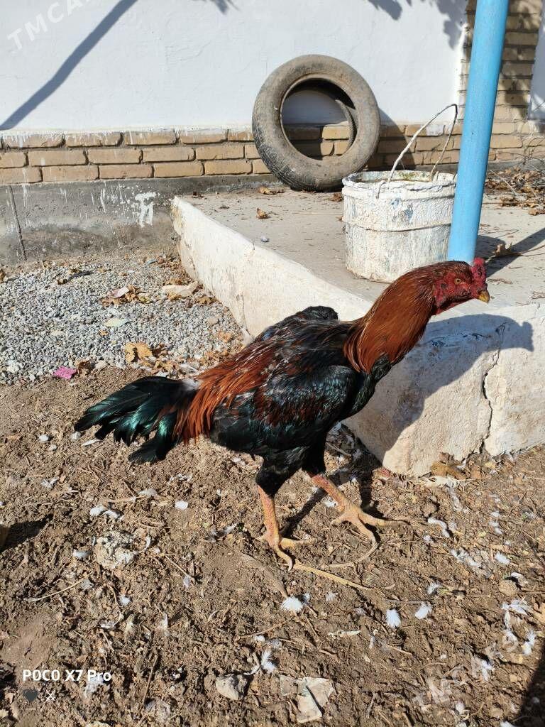 horaz - Türkmenabat - img 1