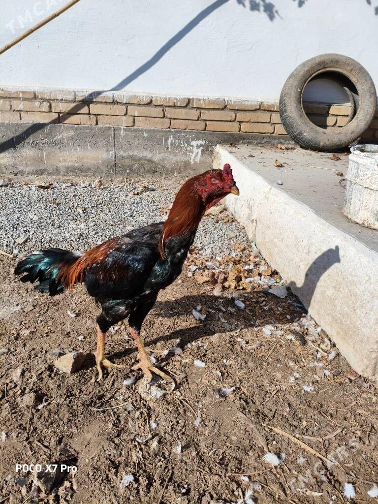 horaz - Türkmenabat - img 3