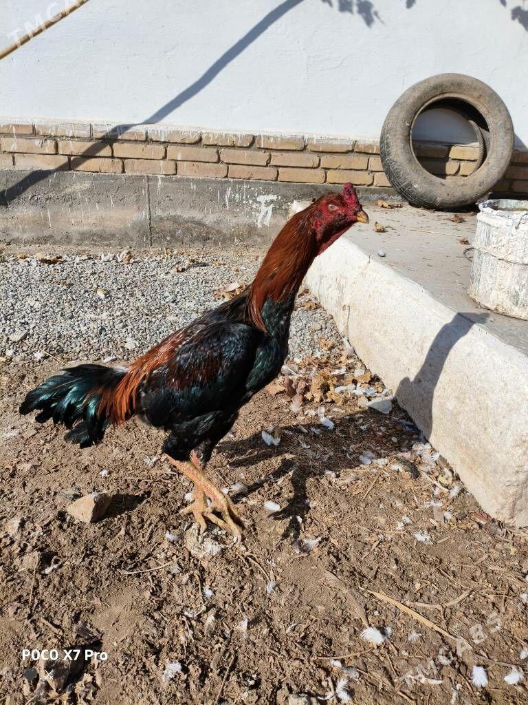 horaz - Türkmenabat - img 2