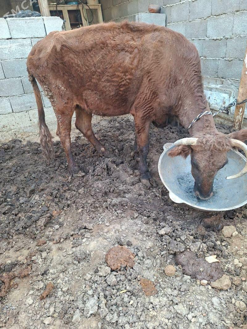 gysyr sygyr - Garadamak Şor - img 1