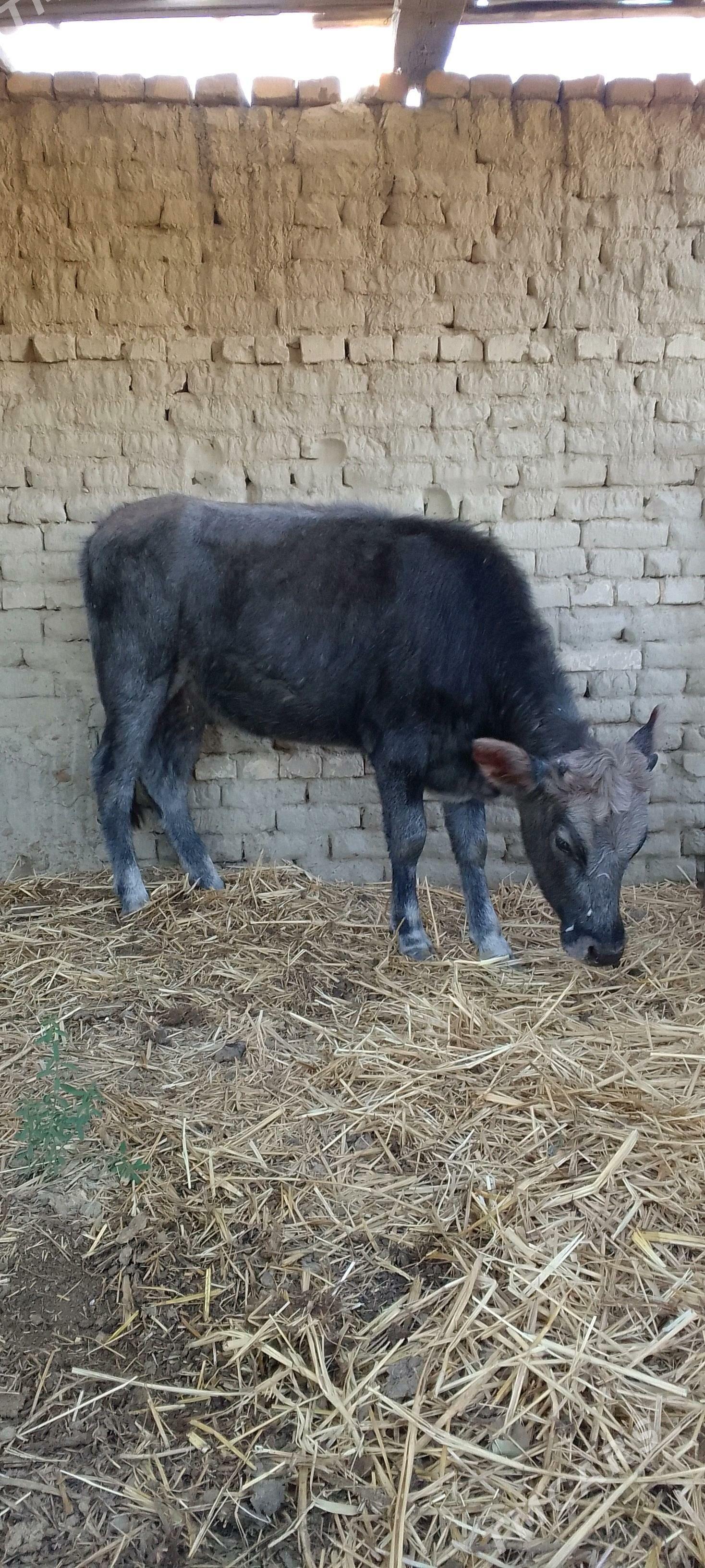 tuwe - Bäherden - img 3