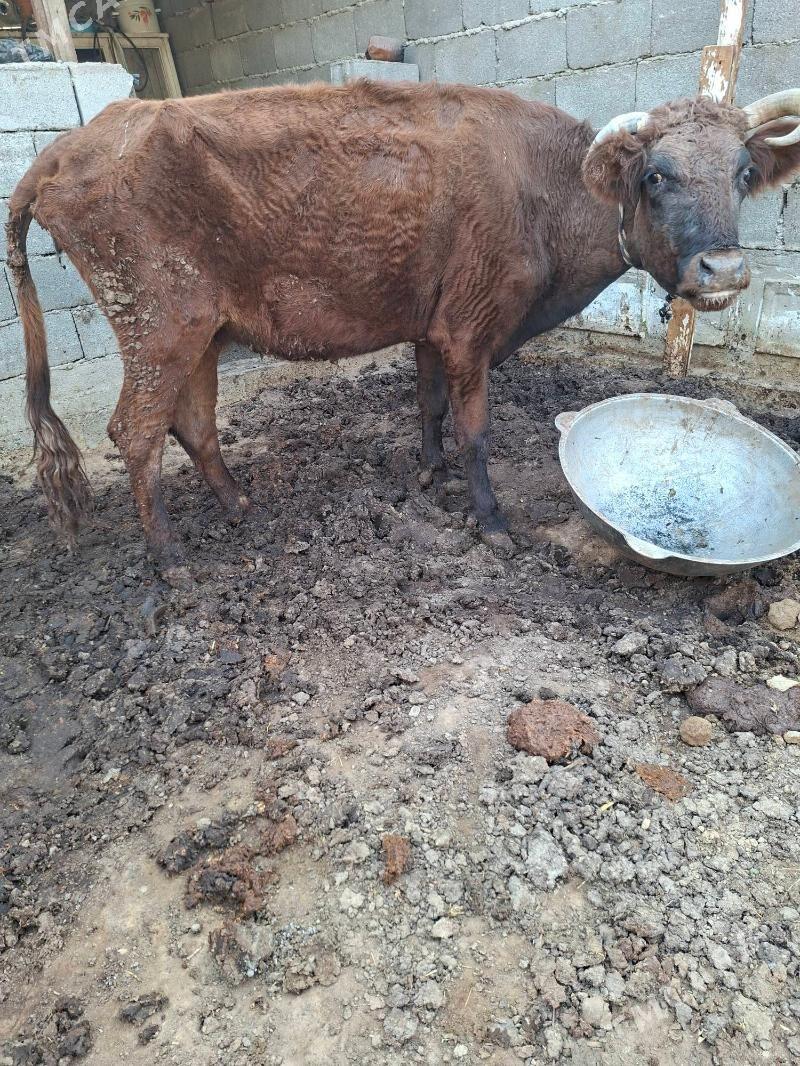 gysyr sygyr - Garadamak Şor - img 3