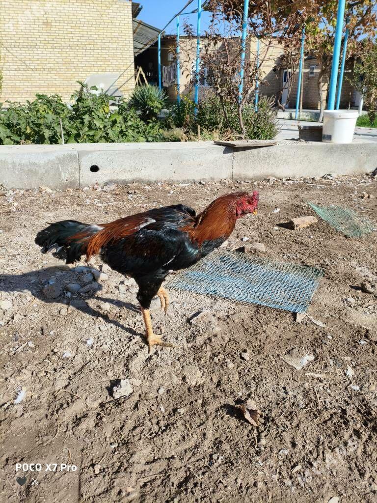 horaz - Türkmenabat - img 4