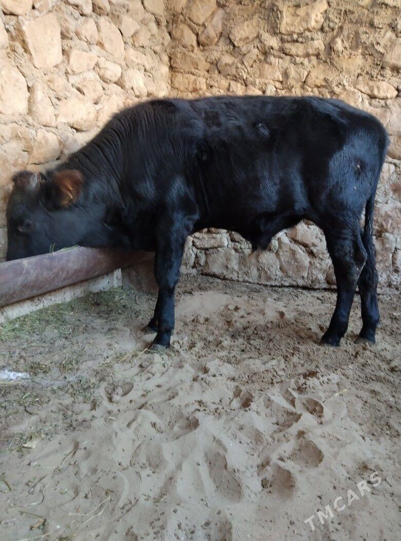 öküz - Jebel - img 1