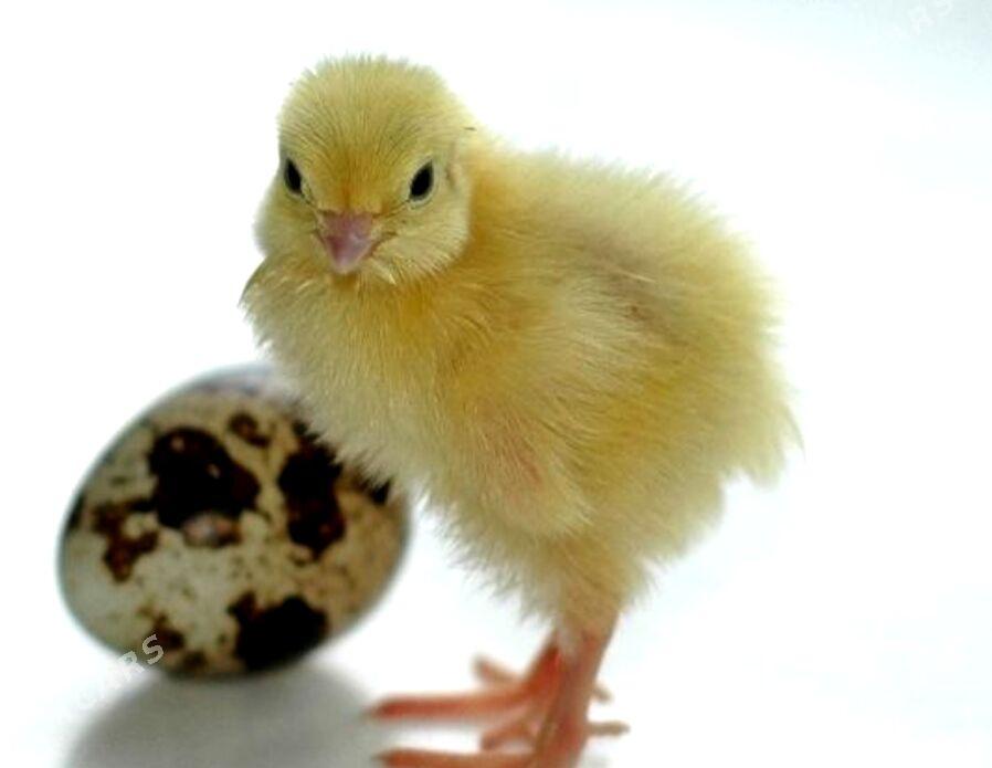 Gigant tehas bedene jüýje - Gökdepe - img 3