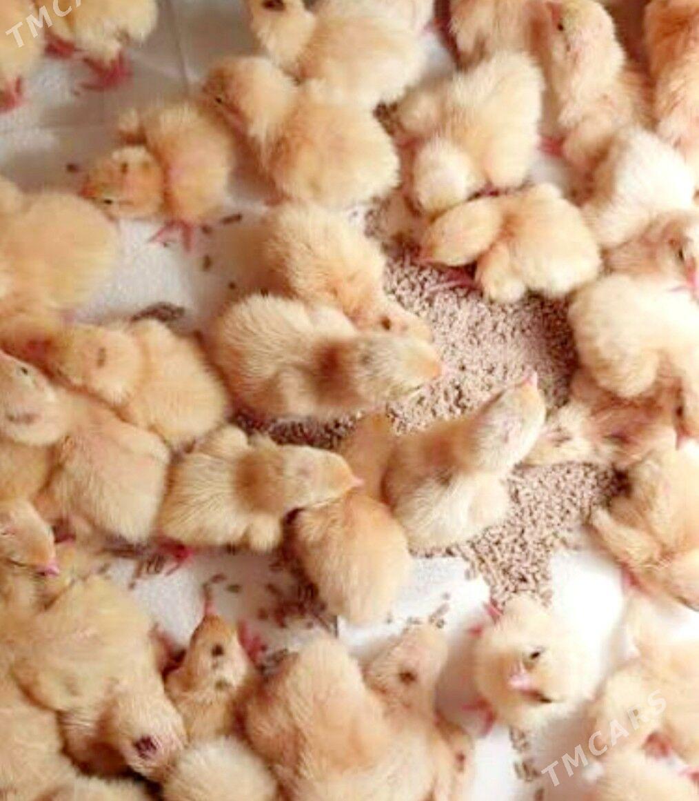 Gigant tehas bedene jüýje - Gökdepe - img 5