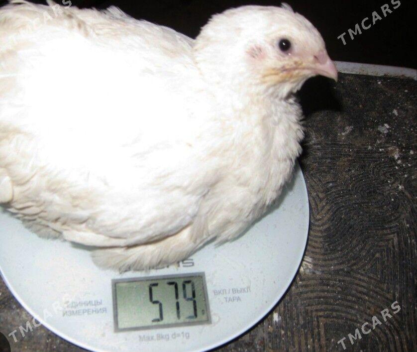 Gigant tehas bedene jüýje - Gökdepe - img 1