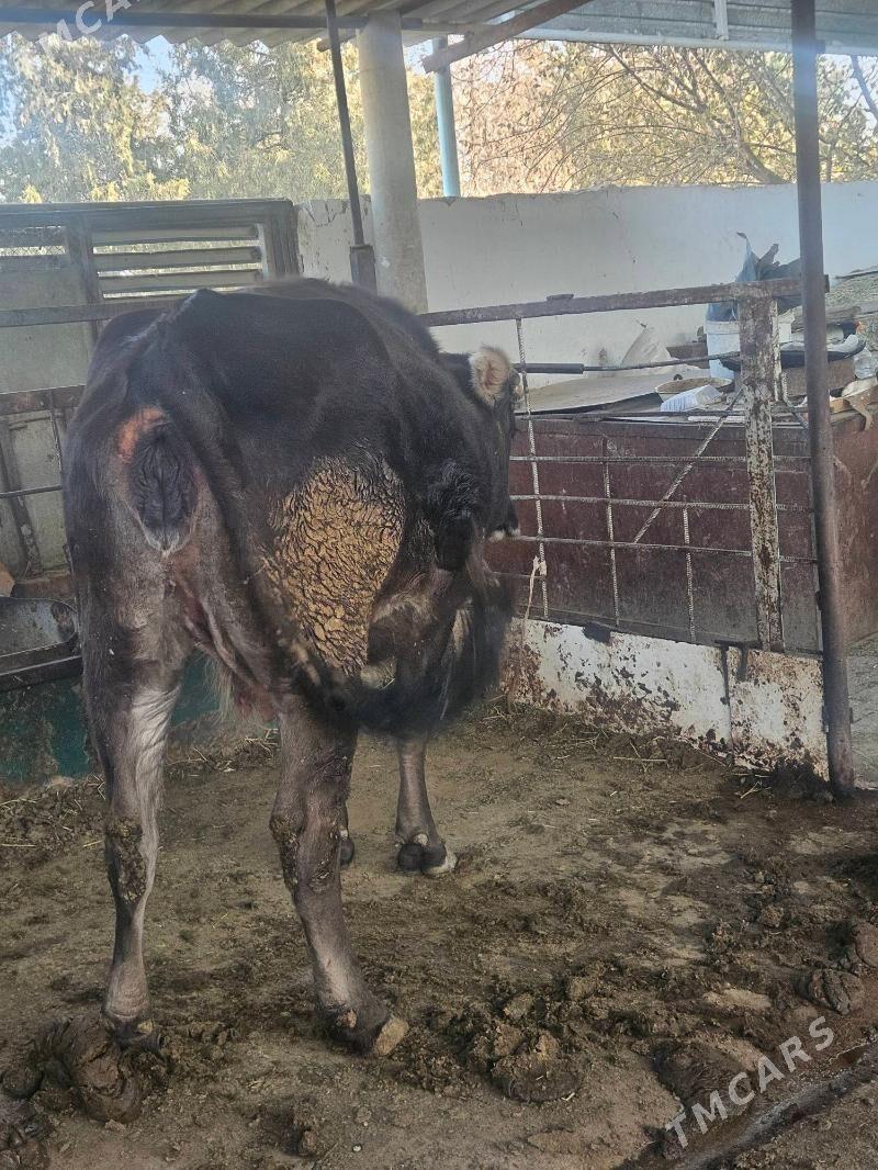 Bogaz sygyr - Bäherden - img 2