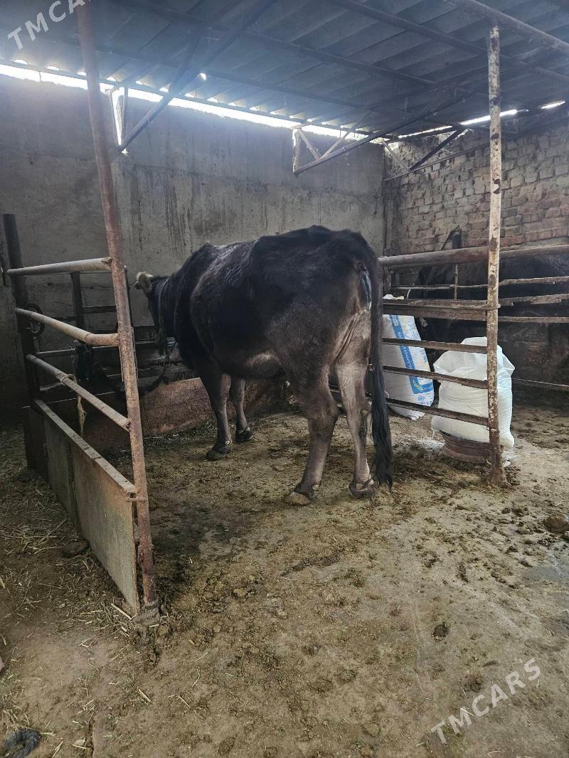 Bogaz sygyr - Bäherden - img 4