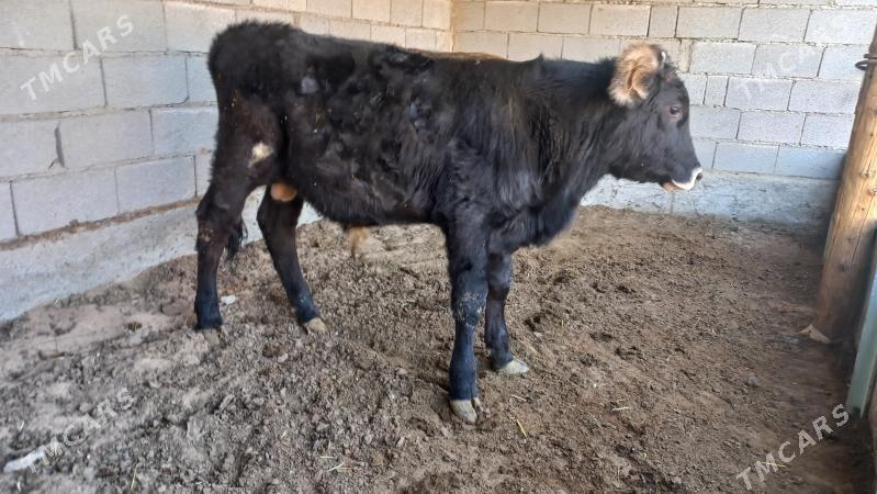 Okuz - Aşgabat - img 1