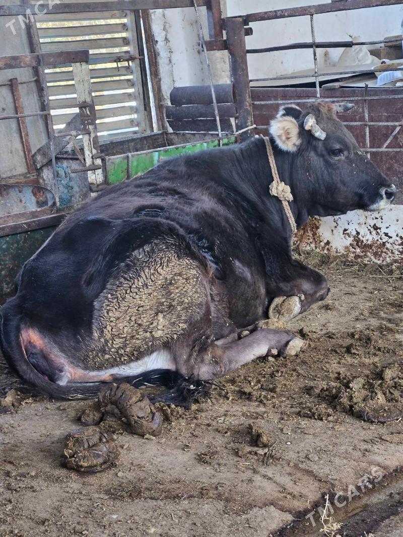 Bogaz sygyr - Bäherden - img 3