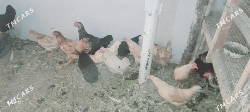 tovuk - Туркменабат - img 2