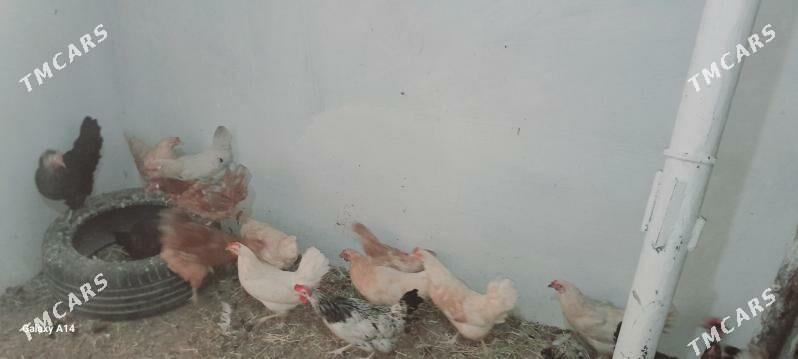 tovuk - Туркменабат - img 1