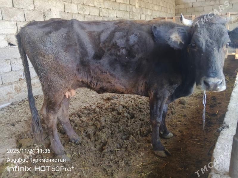 gysyr sygyr - Gökdepe - img 2