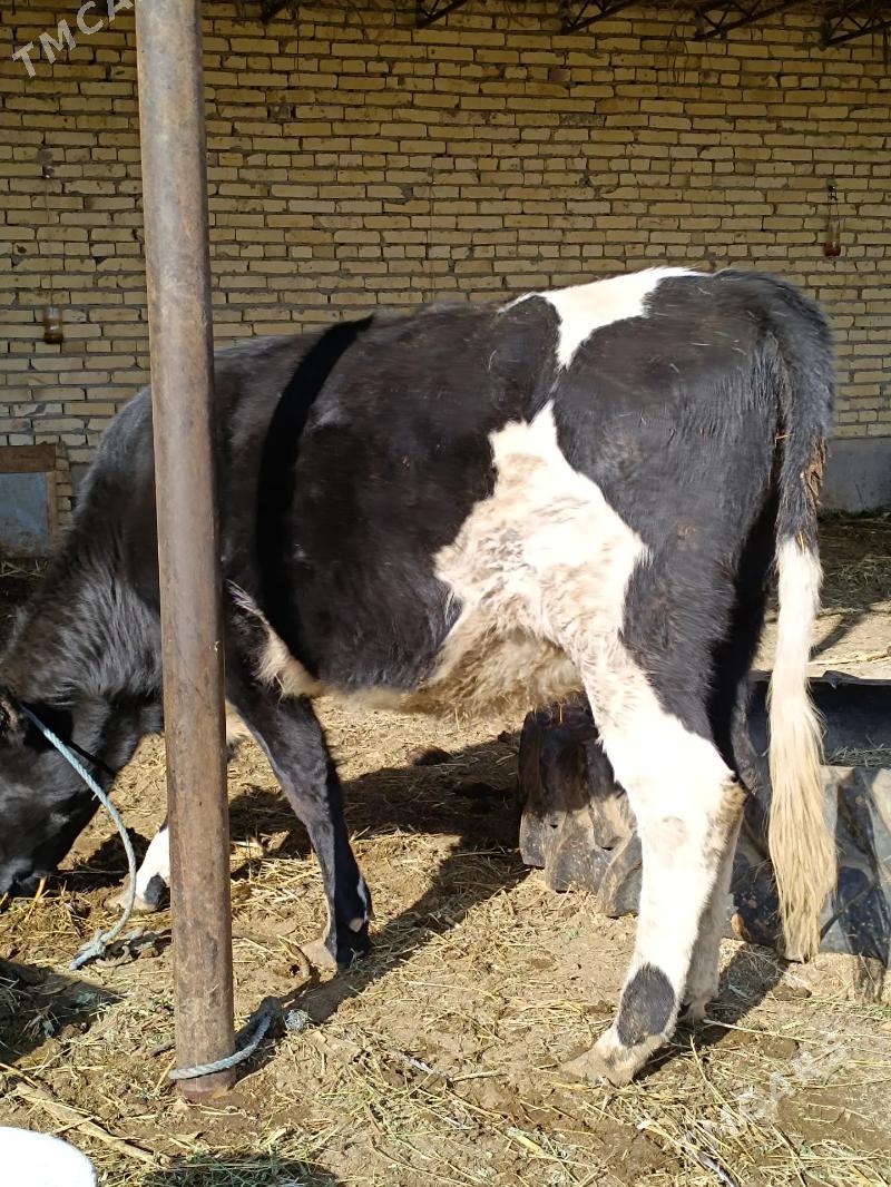 parodny unajyn  - Чарджоу - img 8