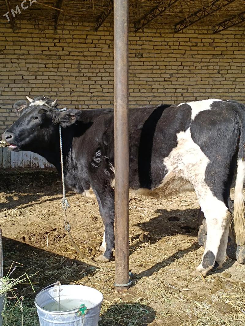 parodny unajyn  - Чарджоу - img 5