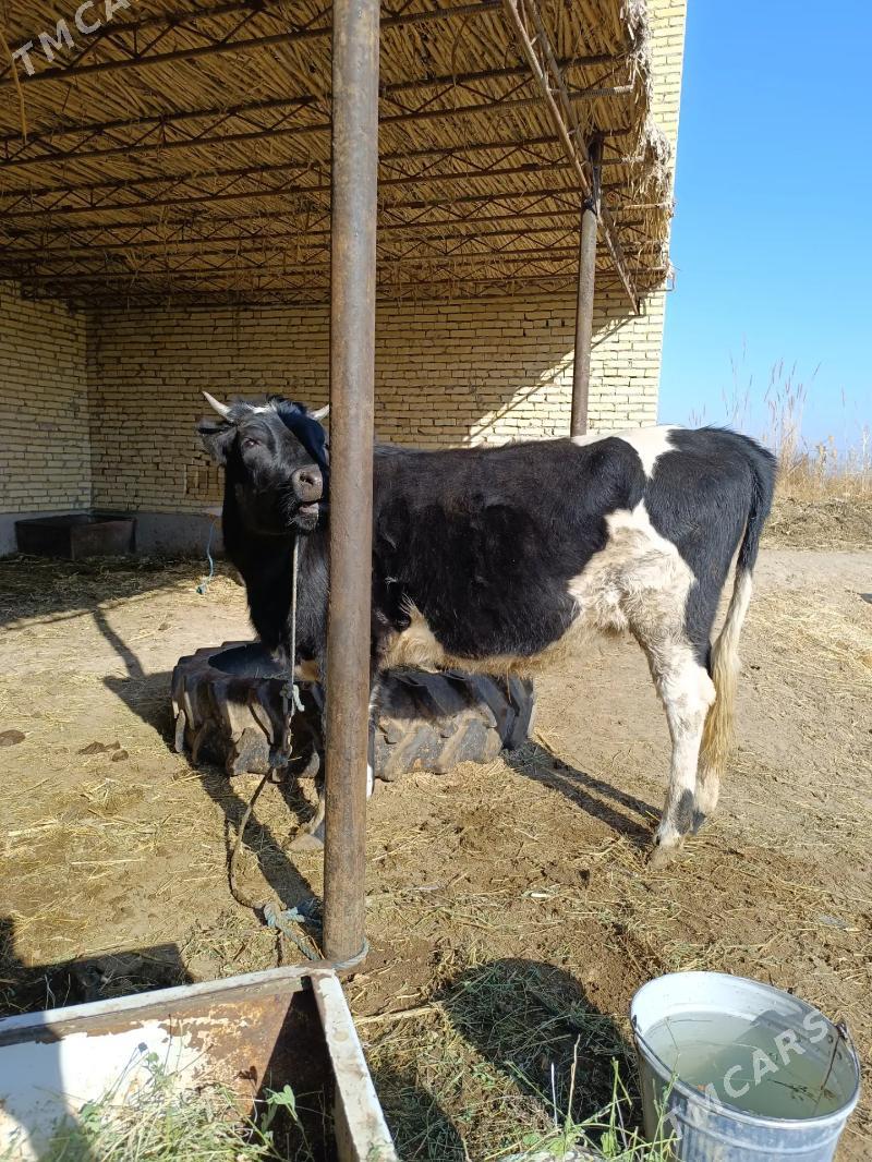 parodny unajyn  - Чарджоу - img 2