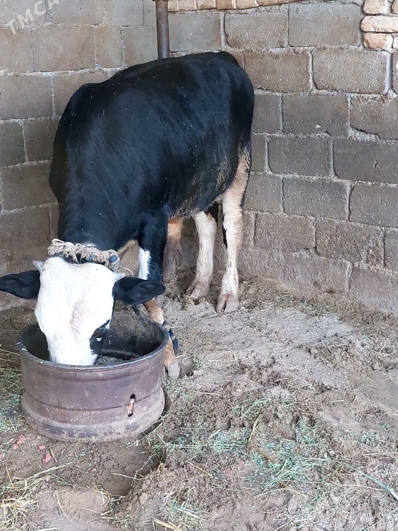 Ökuz - Gökdepe - img 1