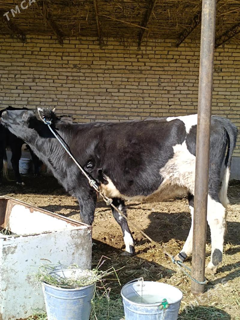 parodny unajyn  - Чарджоу - img 9