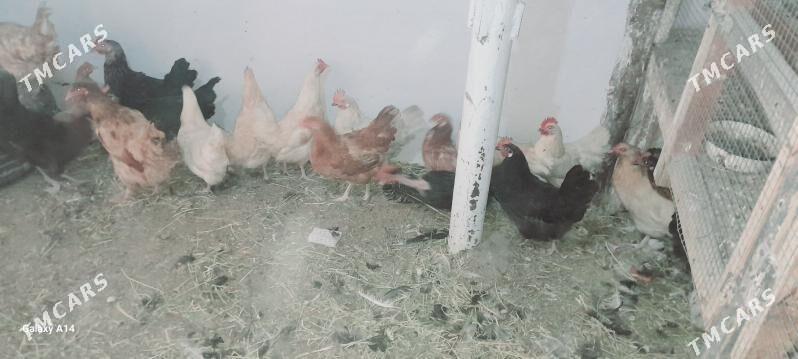 tovuk - Туркменабат - img 3