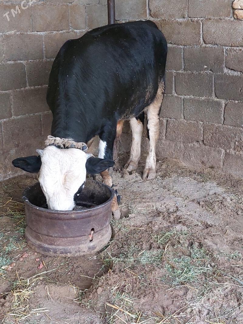 Ökuz - Gökdepe - img 2